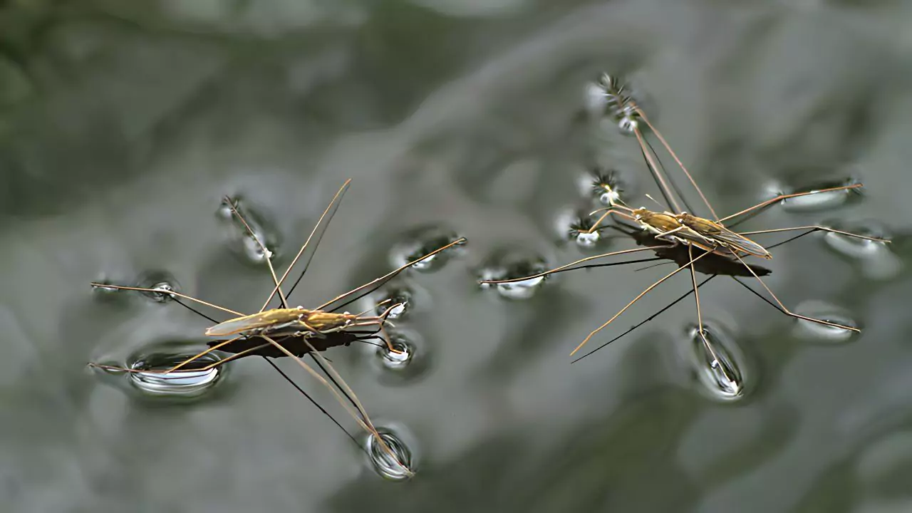 Surface Tension Examples